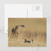 Mannelijke prairiekkippen bij lek in Loup County Briefkaart (Voorkant / Achterkant)