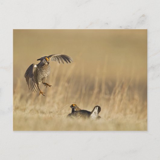 Mannelijke prairiekkippen bij lek in Loup County Briefkaart (Voorkant)