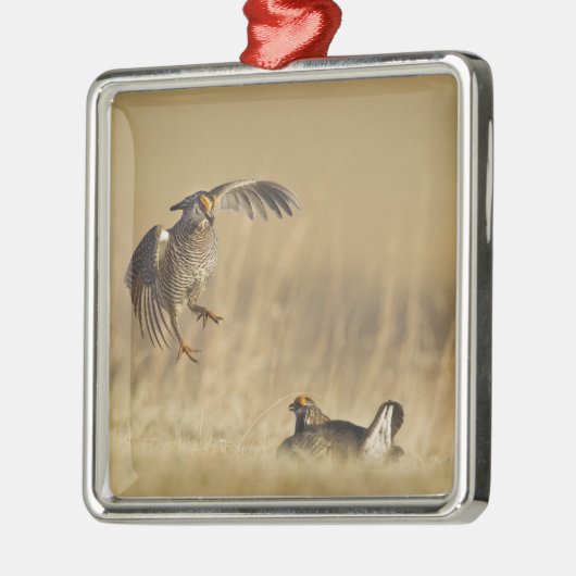 Mannelijke prairiekkippen bij lek in Loup County Metalen Ornament (Links)