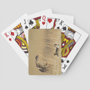 Mannelijke prairiekkippen bij lek in Loup County Speelkaarten