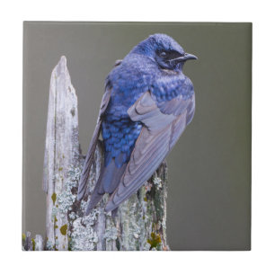 Mannelijke Purple Martin-nest boven Lake Sammamish Tegeltje