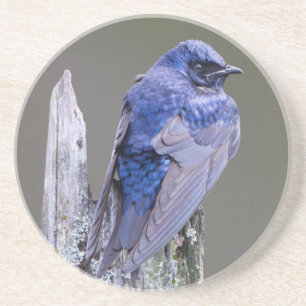 Mannelijke Purple Martin-nest boven Lake Sammamish Zandsteen Onderzetter