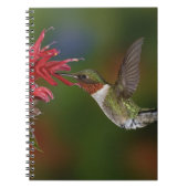 Mannelijke robijnrode kolibrie notitieboek (Voorkant)