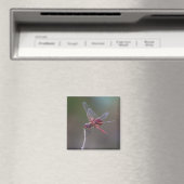 Mannelijke rode zandzakken Dragonfly Magneet (Insitu (Vaatwasser))