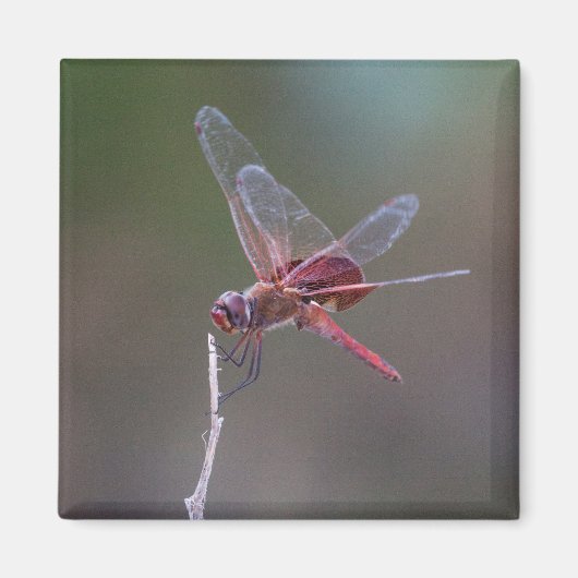 Mannelijke rode zandzakken Dragonfly Magneet (Voorkant)