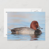 Mannelijke roodkopeend briefkaart (Voorkant / Achterkant)