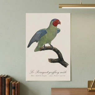 Mannelijke Roodwangparkiet, Geoffroyus geoffroyi Poster