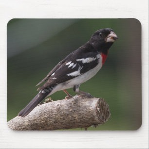 Mannelijke Roos-Breasted Grosbeak Muismat