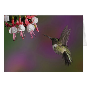 Mannelijke Ruby throated Hummingbird