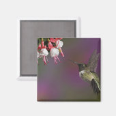 Mannelijke Ruby throated Hummingbird Magneet (Voorkant / Achterkant)