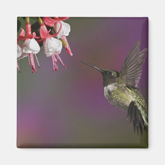 Mannelijke Ruby throated Hummingbird Magneet (Voorkant)