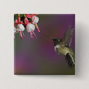Mannelijke Ruby throated Hummingbird Vierkante Button 5,1 Cm