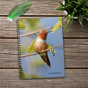 Mannelijke Rufous Hummingbird in Summer Sun Notitieboek