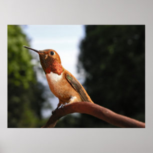 Mannelijke Rufous Hummingbird - Kunstmatige Prints