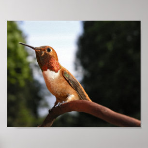 Mannelijke Rufous Hummingbird - Kunstmatige Prints