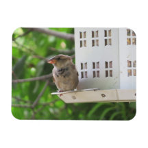 Mannelijke Sparrow in Summer Magnet
