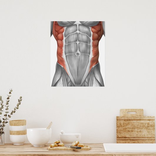 Mannelijke spierAnatomie van de buikwand Poster (Keuken)
