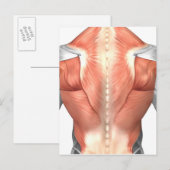 Mannelijke spierAnatomie van de mens Rug 1 Briefkaart (Voorkant / Achterkant)