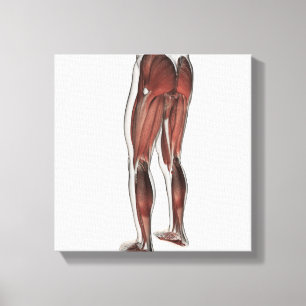 Mannelijke spierAnatomie van de menselijke benen 1 Canvas Afdruk