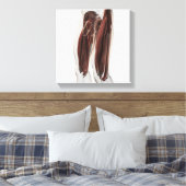 Mannelijke spierAnatomie van de menselijke benen, Canvas Afdruk (Insitu (Slaapkamer))