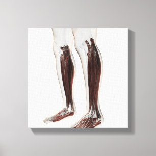 Mannelijke spierAnatomie van de menselijke benen, Canvas Afdruk