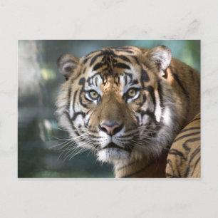 Mannelijke Sumatraanse tijger (Panthera tigris sum Briefkaart
