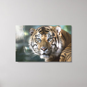 Mannelijke Sumatraanse tijger (Panthera tigris sum Canvas Afdruk