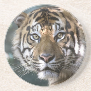 Mannelijke Sumatraanse tijger (Panthera tigris sum Zandsteen Onderzetter