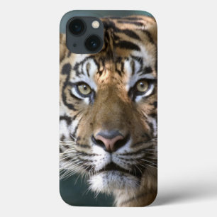 Mannelijke Sumatran Tiger (Panthera tigris sumatra iPhone 13 Hoesje