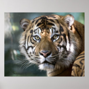 Mannelijke Sumatran Tiger (Panthera tigris sumatra Poster