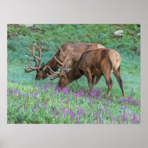Mannelijke wapiti's Rocky Mountain National Park, Poster