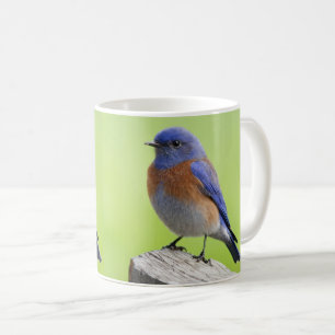 Mannelijke Westerne Bluebird Mok
