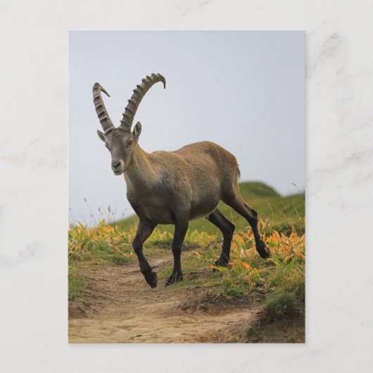 Mannelijke wilde alpiene, capra ibex of steinbock briefkaart (Voorkant)
