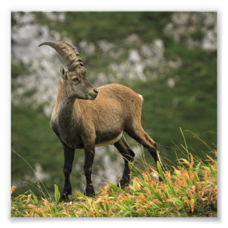 Mannelijke wilde alpiene, capra ibex of steinbock foto afdruk