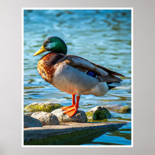 Mannelijke Wilde Eend op Oeverstenen Poster