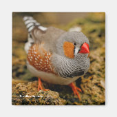 Mannelijke Zebra Finch op de rotsen Magneet (Voorkant)