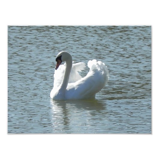 Mannelijke zwaan foto afdruk (Voorkant)