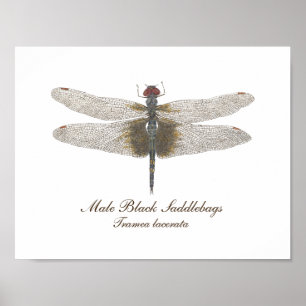 Mannelijke zwarte zadelzakken Dragonfly waterverf Poster