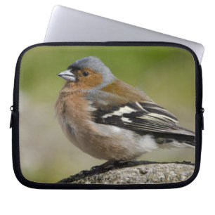 Mannetje boekvink (WILD: Fringilla coelebs) Laptop Sleeve