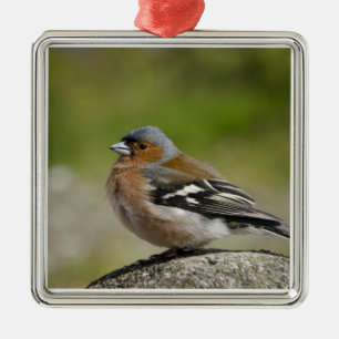 Mannetje boekvink (WILD: Fringilla coelebs) Metalen Ornament