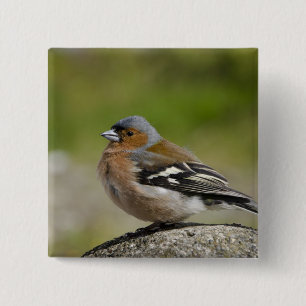 Mannetje boekvink (WILD: Fringilla coelebs) Vierkante Button 5,1 Cm