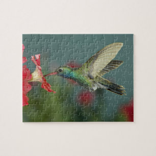 mannetje dat voedt van Petunia, Madera Canyon, Ari Legpuzzel