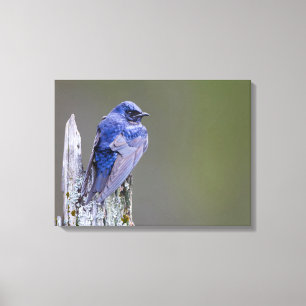 Mannetje Purperzwaluw nest boven Lake Sammamish Canvas Afdruk