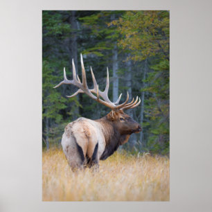 Mannetje Rocky Mountain-wapiti Poster