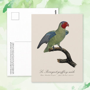 Mannetje Roodwangparkiet, Geoffroyus geoffroyi Briefkaart