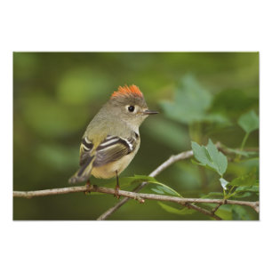 Mannetje Ruby-crowned Kinglet, Regulus calendula Foto Afdruk