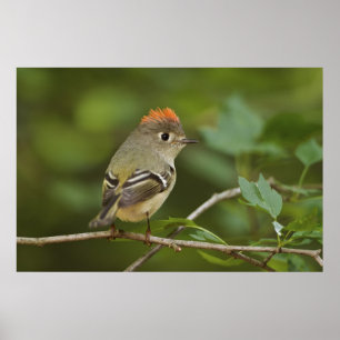 Mannetje Ruby-crowned Kinglet, Regulus calendula Poster