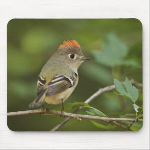 Mannetje Rubysnuithaantje, Regulus calendula Muismat