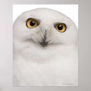 Mannetje Snowy Owl (Bubo scandiacus) is een grote  Poster