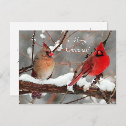 mannetjes en vrouwtjes kardinalen feestdagenkaart (Voorkant / Achterkant)